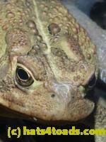 /home//u458753944/public_html/sourcegallery//////////////////////////////////Toads/P11/P1100175.JPG