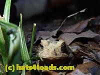 /home//u458753944/public_html/sourcegallery//////////////////////////////////Toads/P80/P8030993.JPG