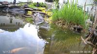 /home//u458753944/public_html/sourcegallery//////////////////////////////////other/pond/jabba/jabba12.png