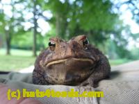 /home//u458753944/public_html/sourcegallery/////////////////////////////////Toads/P10/P1060867.JPG
