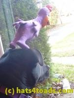 /home//u458753944/public_html/sourcegallery////////////////////////////////Chickens/Cookie/P1100715.JPG