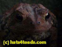 /home//u458753944/public_html/sourcegallery////////////////////////////////Toads/P10/P1080165.JPG