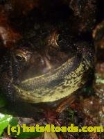 /home//u458753944/public_html/sourcegallery////////////////////////////////Toads/P11/P1120732.JPG