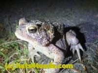 /home//u458753944/public_html/sourcegallery///////////////////////////////Toads/P11/P1100076.JPG