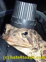/home//u458753944/public_html/sourcegallery///////////////////////////////Toads/P91/P9110199.JPG