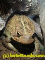 /home//u458753944/public_html/sourcegallery//////////////////////////////Toads/P11/P1100174.JPG