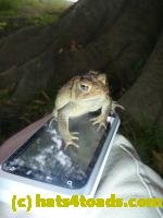 /home//u458753944/public_html/sourcegallery//////////////////////////////Toads/P11/P1120690.JPG