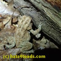 /home//u458753944/public_html/sourcegallery/////////////////////////////Toads/P62/P6220188.JPG