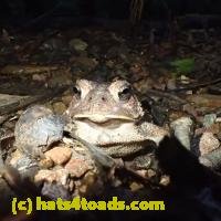 /home//u458753944/public_html/sourcegallery/////////////////////////////Toads/P91/P9180777.JPG
