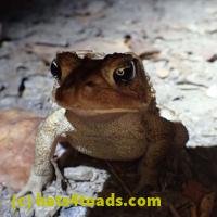 /home//u458753944/public_html/sourcegallery////////////////////////////Toads/P06/PA060120.JPG