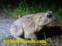 /home//u458753944/public_html/sourcegallery////////////////////////////Toads/P11/P1100071.JPG