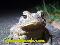/home//u458753944/public_html/sourcegallery////////////////////////////Toads/P11/P1100072.JPG