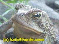 /home//u458753944/public_html/sourcegallery////////////////////////////Toads/P11/P1100182.JPG