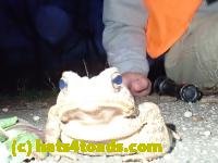 /home//u458753944/public_html/sourcegallery////////////////////////////Toads/P40/P4050364.JPG