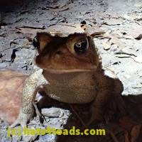 /home//u458753944/public_html/sourcegallery///////////////////////////Toads/P06/PA060121.JPG