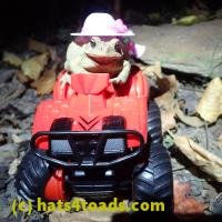 /home//u458753944/public_html/sourcegallery///////////////////////////Toads/P06/PA070145.JPG