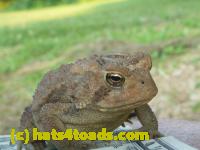 /home//u458753944/public_html/sourcegallery///////////////////////////Toads/P10/P1070318.JPG