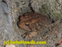 /home//u458753944/public_html/sourcegallery///////////////////////////Toads/P11/P1100352.JPG