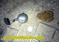 /home//u458753944/public_html/sourcegallery///////////////////////////Toads/P11/P1120063.JPG