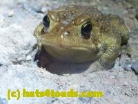 /home//u458753944/public_html/sourcegallery///////////////////////////Toads/P11/P1120067.JPG