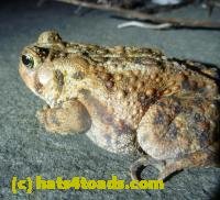 /home//u458753944/public_html/sourcegallery///////////////////////////Toads/P11/P1120074.JPG