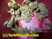 /home//u458753944/public_html/sourcegallery///////////////////////////Toads/P11/P1120093.JPG
