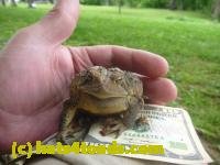 /home//u458753944/public_html/sourcegallery///////////////////////////Toads/P11/P1120429.JPG