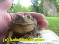 /home//u458753944/public_html/sourcegallery///////////////////////////Toads/P11/P1120430.JPG