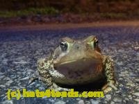 /home//u458753944/public_html/sourcegallery///////////////////////////Toads/P11/P1120437.JPG