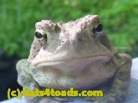 /home//u458753944/public_html/sourcegallery///////////////////////////Toads/P11/P1120589.JPG