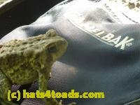 /home//u458753944/public_html/sourcegallery///////////////////////////Toads/P11/P1120597.JPG