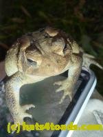 /home//u458753944/public_html/sourcegallery///////////////////////////Toads/P11/P1120691.JPG