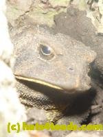 /home//u458753944/public_html/sourcegallery///////////////////////////Toads/P11/P1120695.JPG