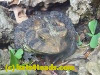 /home//u458753944/public_html/sourcegallery///////////////////////////Toads/P11/P1120723.JPG