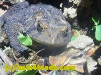 /home//u458753944/public_html/sourcegallery///////////////////////////Toads/P11/P1120726.JPG