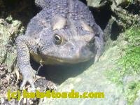 /home//u458753944/public_html/sourcegallery///////////////////////////Toads/P11/P1120727.JPG