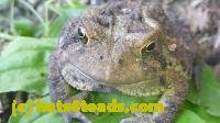 /home//u458753944/public_html/sourcegallery///////////////////////////Toads/P11/P1120762.JPG