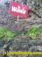 /home//u458753944/public_html/sourcegallery///////////////////////////Toads/P11/P1120766.JPG