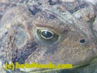 /home//u458753944/public_html/sourcegallery///////////////////////////Toads/P11/P1120768.JPG