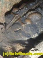 /home//u458753944/public_html/sourcegallery///////////////////////////Toads/P11/P1120790.JPG