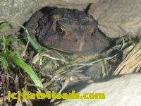 /home//u458753944/public_html/sourcegallery///////////////////////////Toads/P11/P1120916.JPG