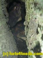 /home//u458753944/public_html/sourcegallery///////////////////////////Toads/P11/P1120917.JPG
