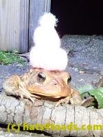 /home//u458753944/public_html/sourcegallery///////////////////////////Toads/P40/P4050376.JPG