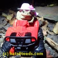 /home//u458753944/public_html/sourcegallery//////////////////////////Toads/P06/PA070146.JPG