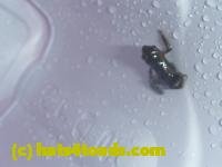 /home//u458753944/public_html/sourcegallery//////////////////////////Toads/P11/P1120701.JPG