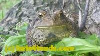 /home//u458753944/public_html/sourcegallery//////////////////////////Toads/P11/P1120764.JPG