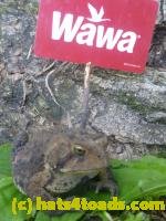 /home//u458753944/public_html/sourcegallery//////////////////////////Toads/P11/P1120765.JPG