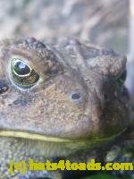 /home//u458753944/public_html/sourcegallery//////////////////////////Toads/P11/P1120769.JPG