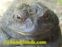 /home//u458753944/public_html/sourcegallery/////////////////////////Toads/P10/P1070003.JPG
