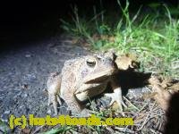 /home//u458753944/public_html/sourcegallery/////////////////////////Toads/P11/P1100067.JPG